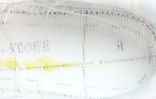 Low Family) and (Friends  Dunk FD8776-100 Nike White  Lobster SB 0704